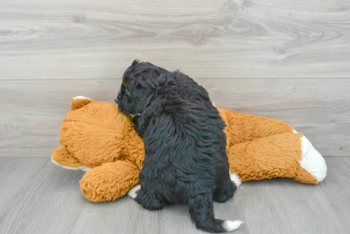 Male Mini Bernedoodle puppy for sale at Pinogy Store.