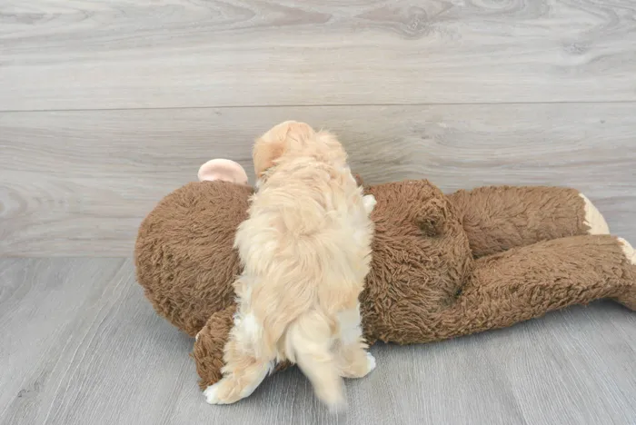 Male Maltipoo puppy for sale at Pinogy Store.