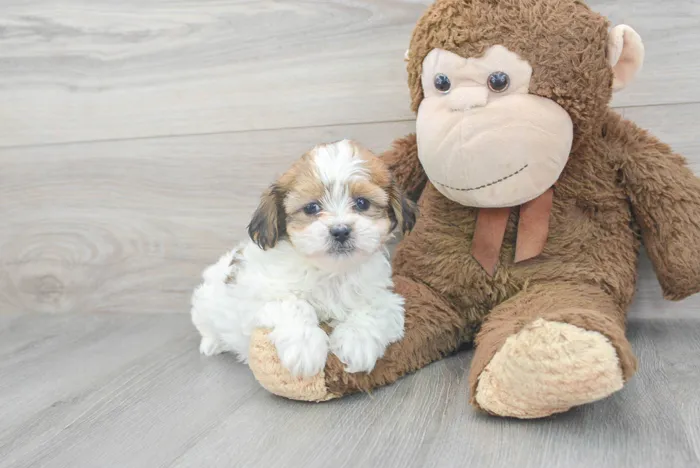 Female Teddy Bear puppy for sale at Pinogy Store.