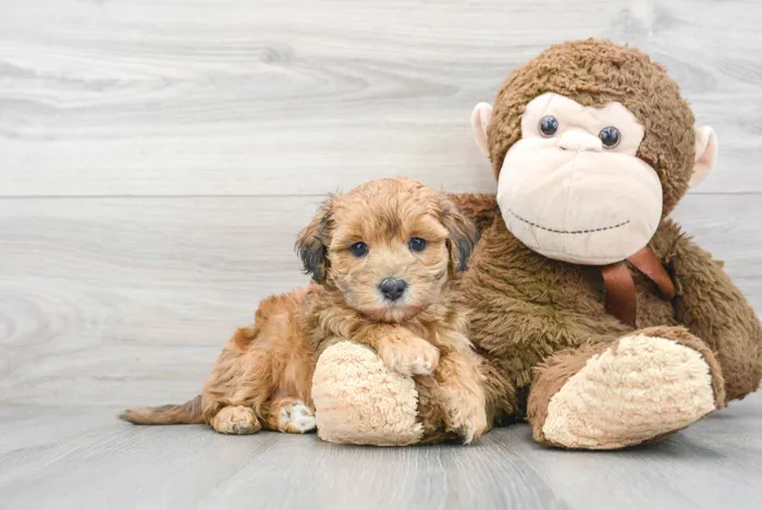 Male Maltipoo puppy for sale at Pinogy Store.