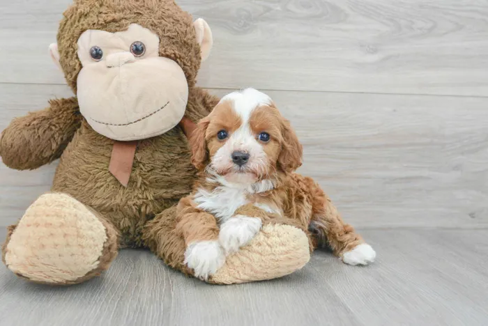 Male Cavapoo puppy for sale at Pinogy Store.