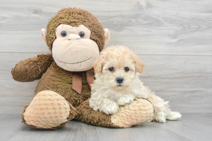Male Maltipoo puppy for sale at Pinogy Store.