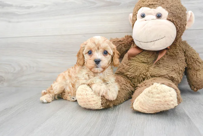 Female Cavapoo puppy for sale at Pinogy Store.