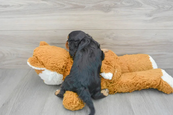 Female Cavalier King Charles Spaniel puppy for sale at Pinogy Store.