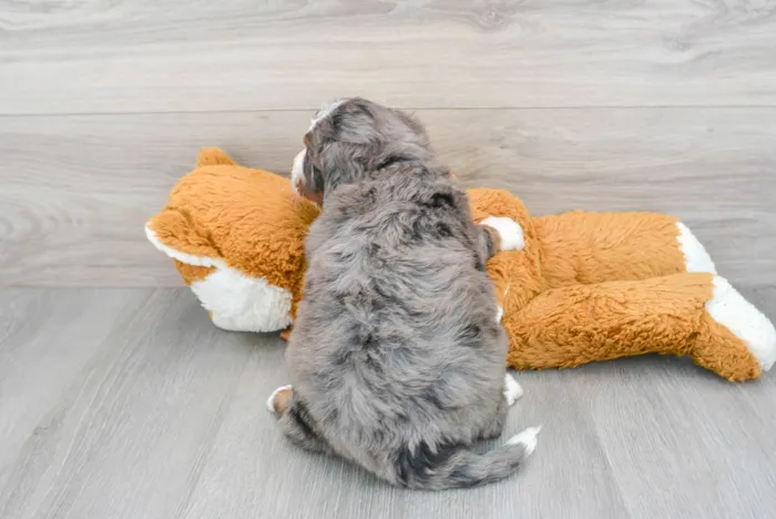 Male Mini Bernedoodle puppy named Thomas for sale at Pinogy Store.