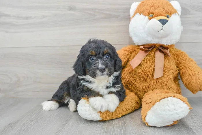 Male Mini Bernedoodle puppy for sale at Pinogy Store.