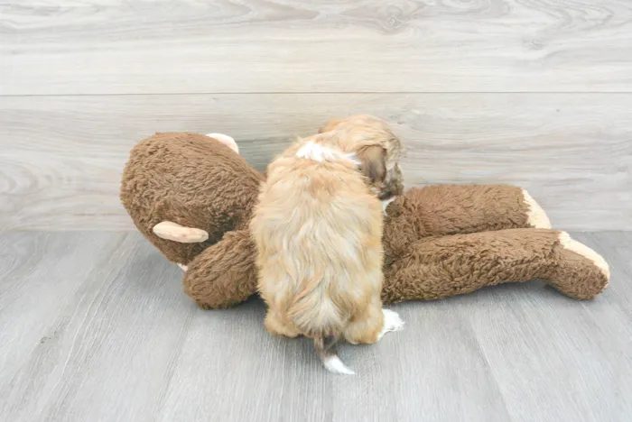 Female Havanese puppy for sale at Pinogy Store.