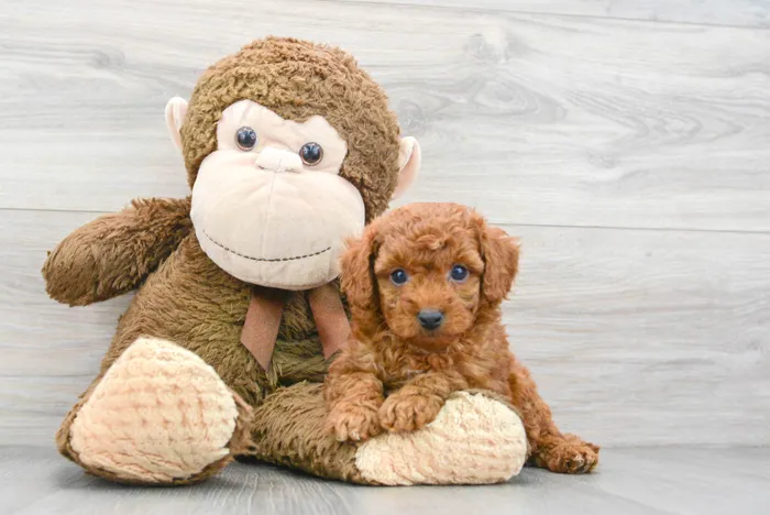 Male Cavapoo puppy for sale at Pinogy Store.