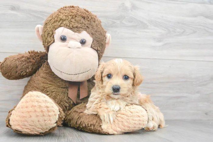 Male Maltipoo puppy for sale at Pinogy Store.
