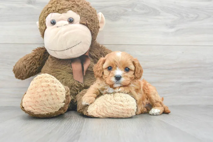 Male Cavapoo puppy for sale at Pinogy Store.