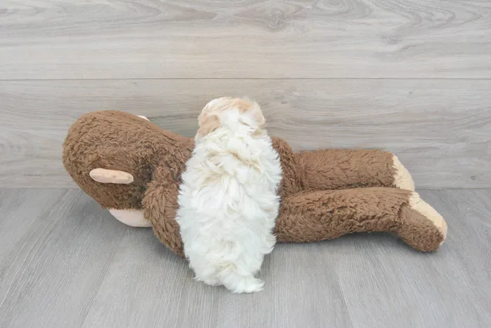 Male Maltipoo puppy for sale at Pinogy Store.