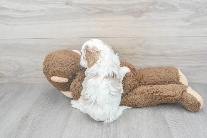 Male Cavapoo puppy for sale at Pinogy Store.