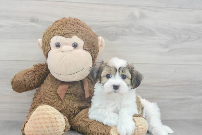 Male Havanese puppy for sale at Pinogy Store.