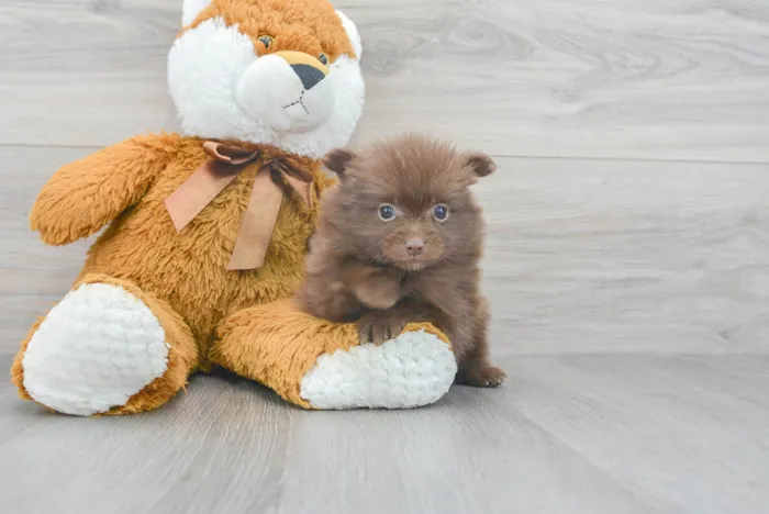 Female Pomeranian puppy for sale at Pinogy Store.
