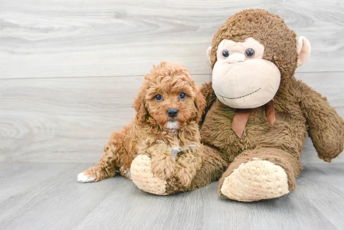 Female Cavapoo puppy for sale at Pinogy Store.
