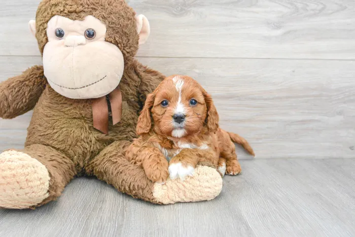 Male Cavapoo puppy for sale at Pinogy Store.