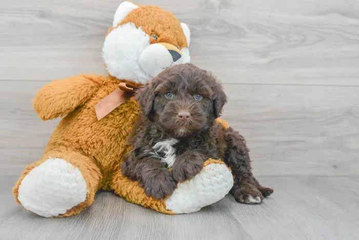 Male Portuguese Water Dog puppy for sale at Pinogy Store.