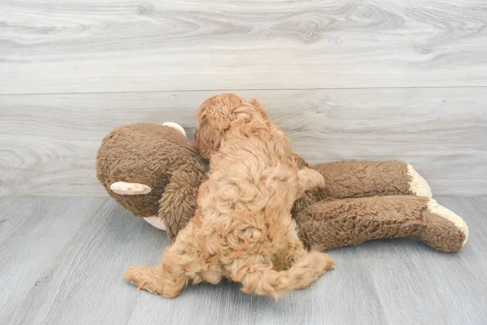 Male Cavapoo puppy for sale at Pinogy Store.