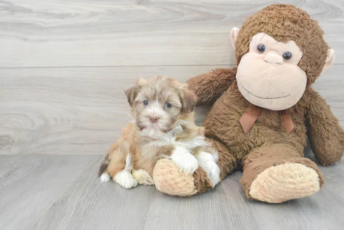 Female Havanese puppy for sale at Pinogy Store.