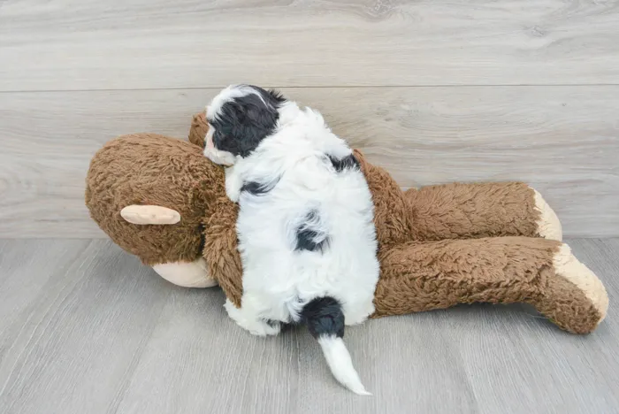 Male Cavapoo puppy for sale at Pinogy Store.