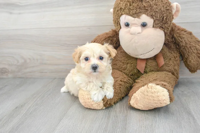 Female Maltipoo puppy for sale at Pinogy Store.