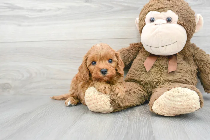 Male Cavapoo puppy for sale at Pinogy Store.