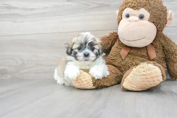 Male Teddy Bear puppy for sale at Pinogy Store.