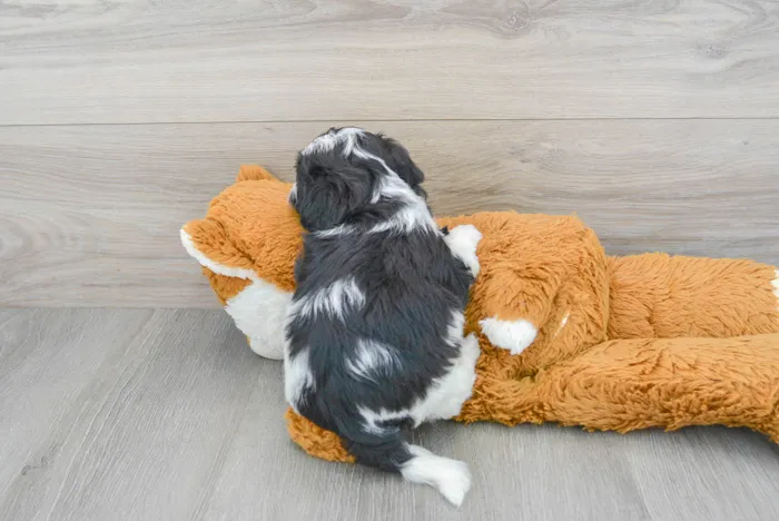 Female Teddy Bear puppy for sale at Pinogy Store.