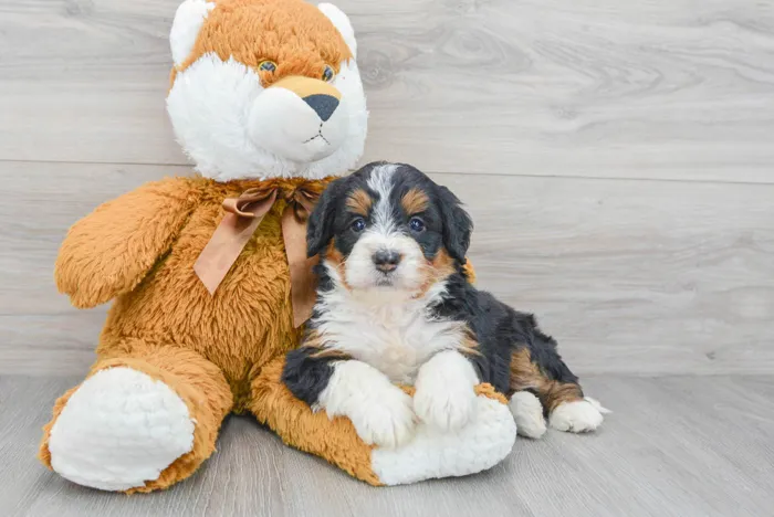 Female Mini Bernedoodle puppy for sale at Pinogy Store.