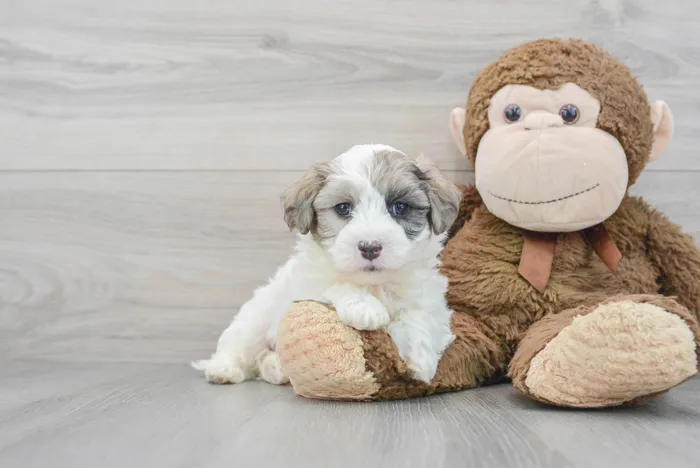 Male Maltipoo puppy for sale at Pinogy Store.