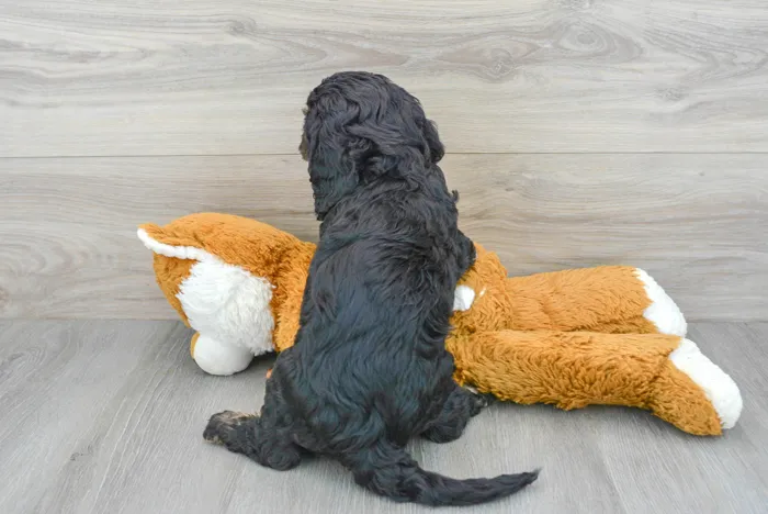 Male Cavapoo puppy for sale at Pinogy Store.