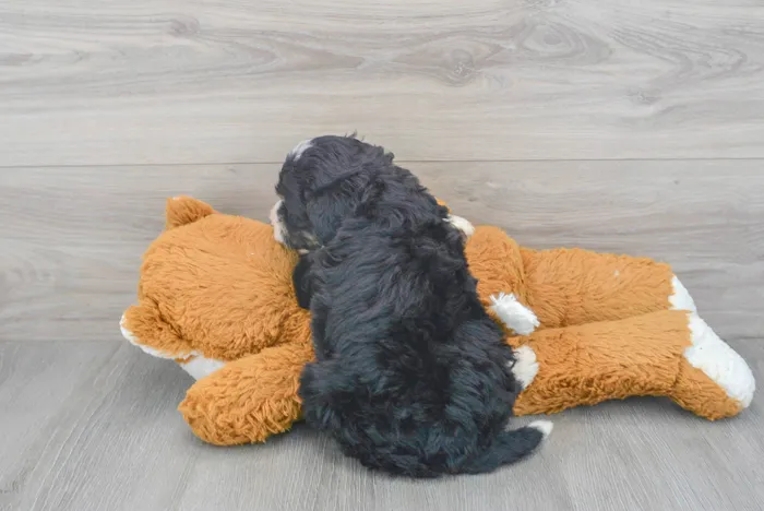 Female Mini Bernedoodle puppy for sale at Pinogy Store.