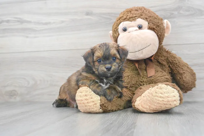 Male Havapoo puppy for sale at Pinogy Store.