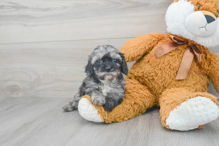Female Cavapoo puppy for sale at Pinogy Store.