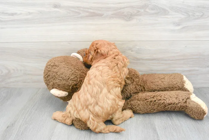 Male Cavapoo puppy for sale at Pinogy Store.