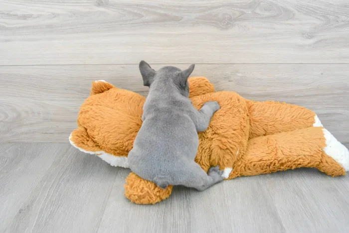 Male French Bulldog puppy for sale at Pinogy Store.