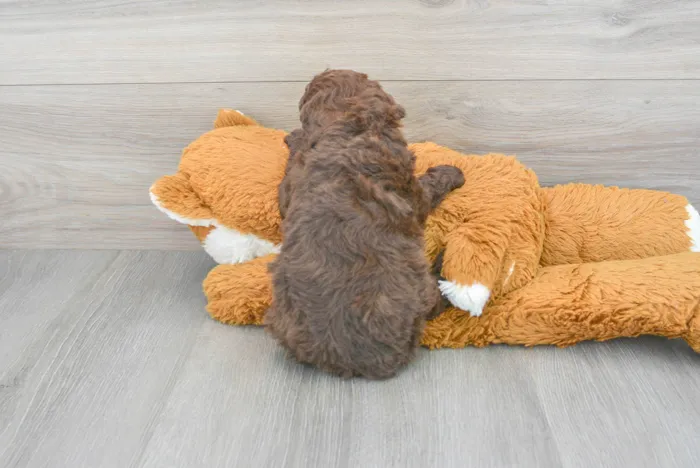 Female Mini Goldendoodle puppy for sale at Pinogy Store.