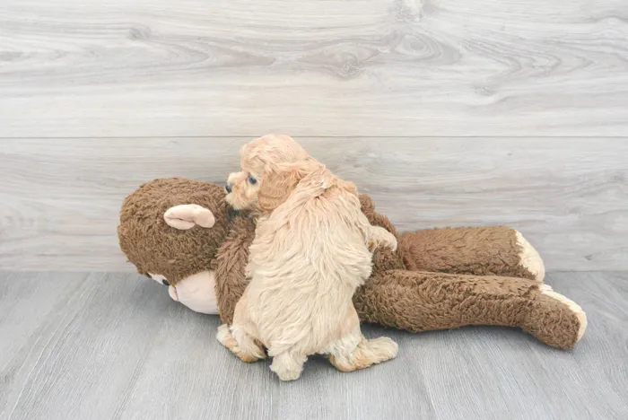Male Maltipoo puppy for sale at Pinogy Store.