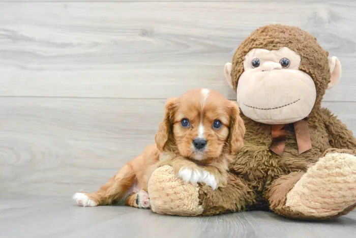 Male Cavalier King Charles Spaniel puppy for sale at Pinogy Store.