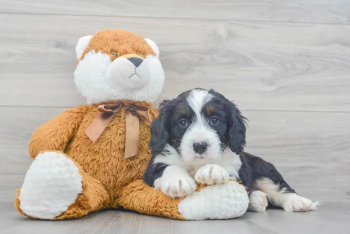 Male Mini Bernedoodle puppy for sale at Pinogy Store.