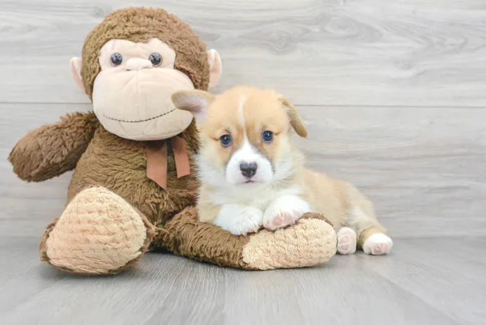 Female Pembroke Welsh Corgi puppy for sale at Pinogy Store.
