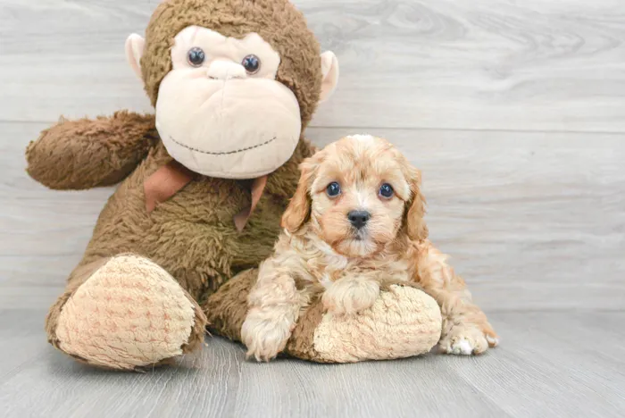Female Cavapoo puppy for sale at Pinogy Store.