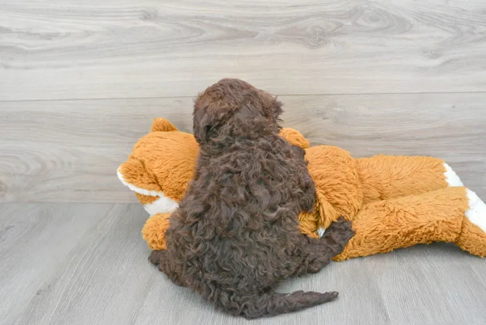 Male Portuguese Water Dog puppy for sale at Pinogy Store.
