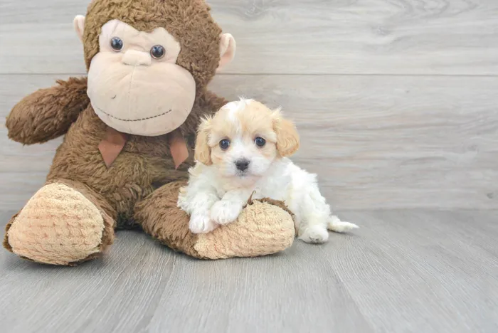 Female Cavachon puppy for sale at Pinogy Store.