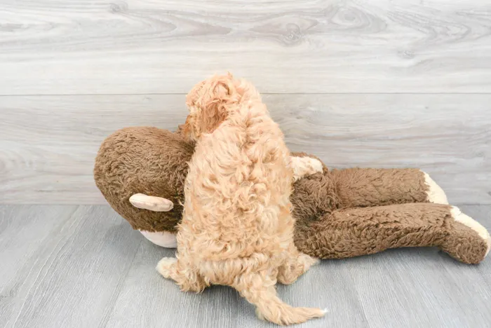 Female Cavapoo puppy for sale at Pinogy Store.