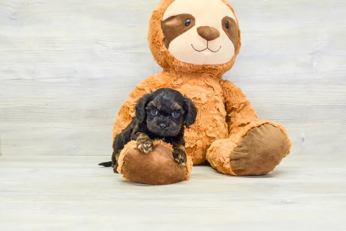 Female Cavapoo puppy for sale at Pinogy Store.