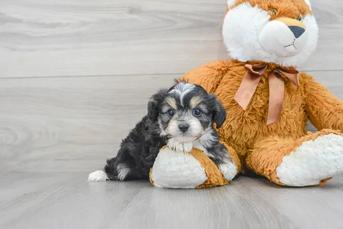 Female Mini Aussiedoodle puppy for sale at Pinogy Store.