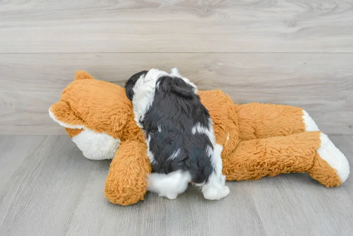 Male Teddy Bear puppy for sale at Pinogy Store.