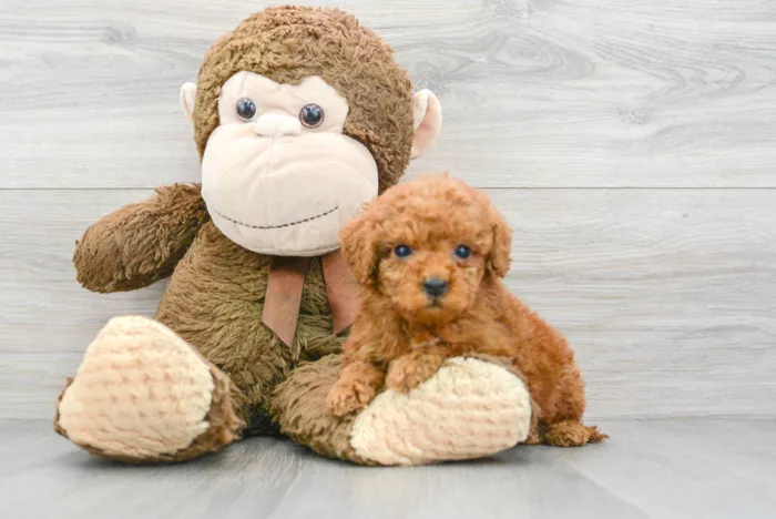 Female Cavapoo puppy for sale at Pinogy Store.