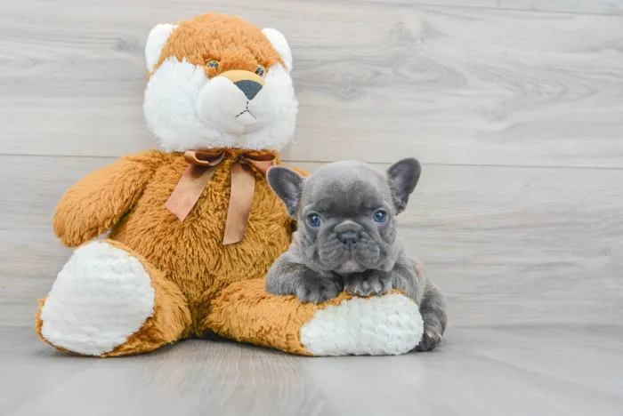 Male French Bulldog puppy for sale at Pinogy Store.